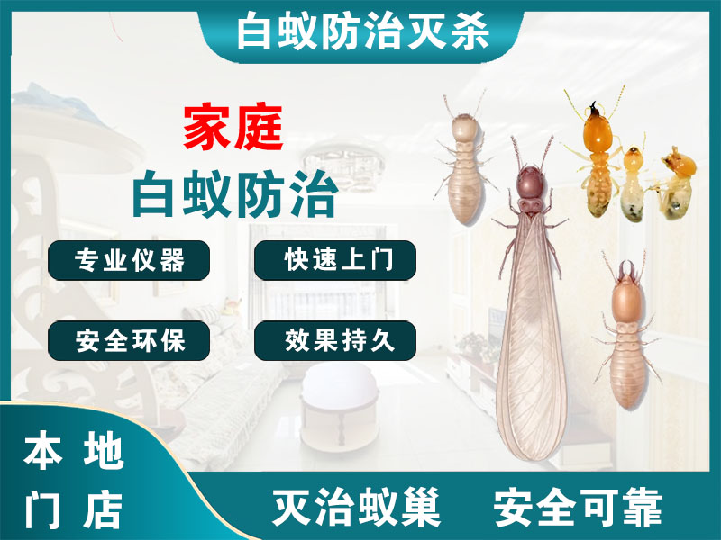 柯桥家庭白蚁防治
