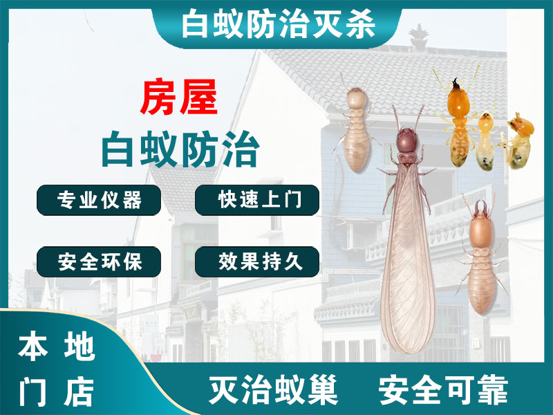 柯桥房屋白蚁防治